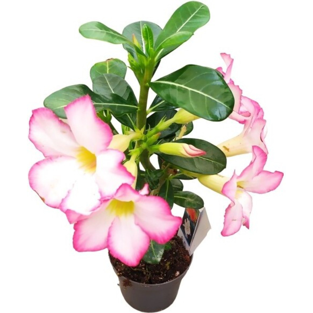 Wüstenrose Nimmervoll … Ihr Fachmarkt für Blumen, Garten & Floristik!