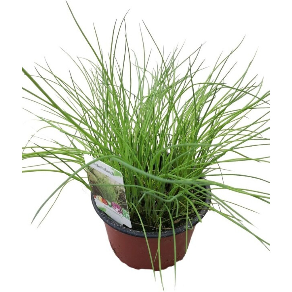 Schnittlauch 14 cm Topf Nimmervoll … Ihr Fachmarkt für Blumen
